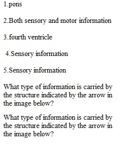 Brain Quiz